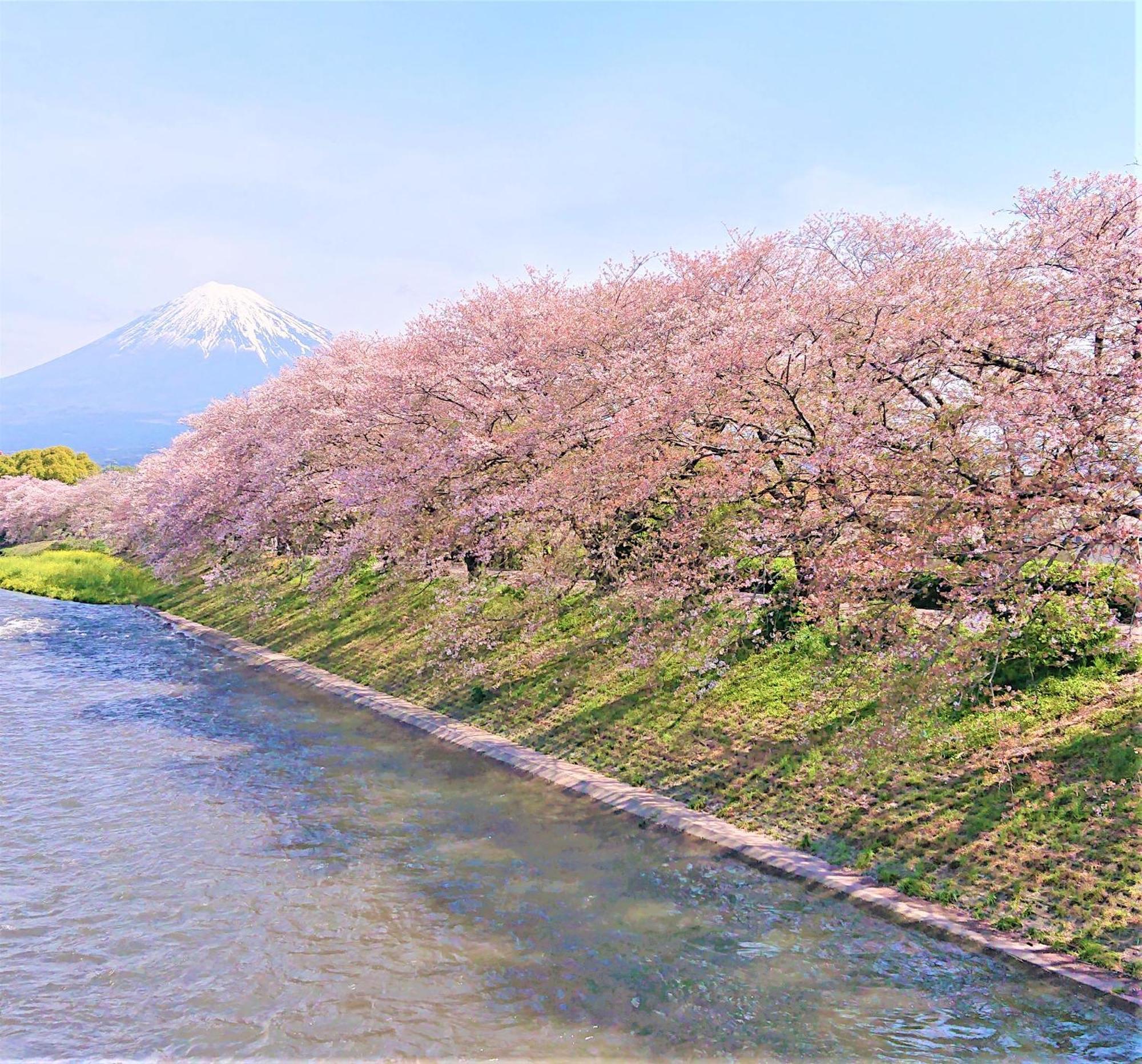 Hotel Associa Shizuoka Luaran gambar The river in spring